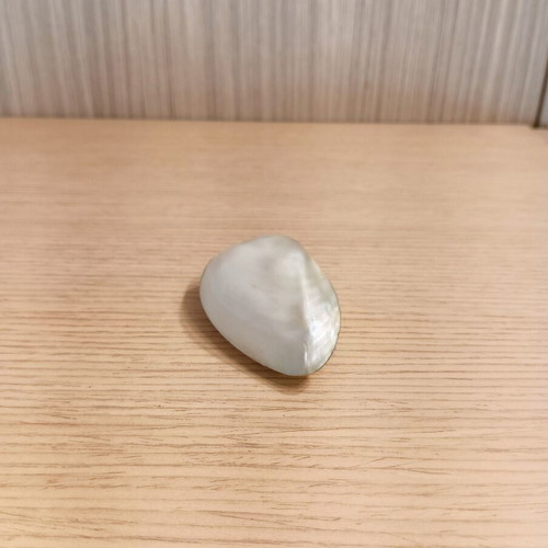 Natural polished mother-of-pearl shell