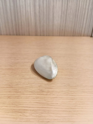 Natural polished mother-of-pearl shell