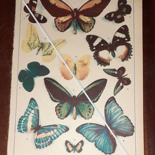 Vintage illustrated sheet 1950 with butterflies theme