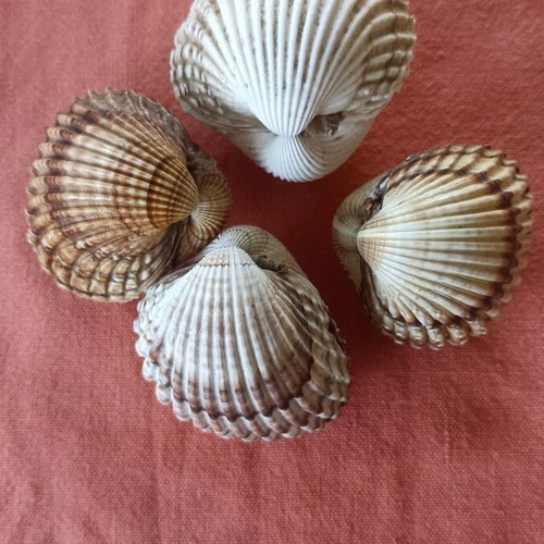 Natural Double Cockle Shells Set of 4 Acanthocardia, like new