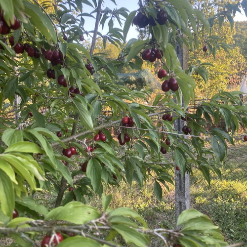 Mountain cornelian cherries from Vermio, organic
