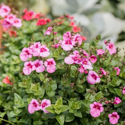 Diascia Twinspur Pink Queen flower seeds, pack of 20