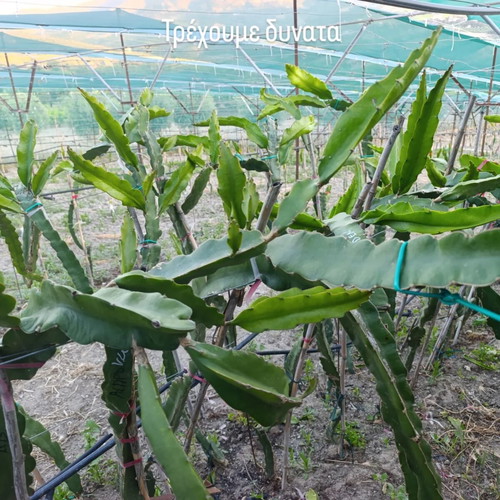 Dragon fruit rooted plants new