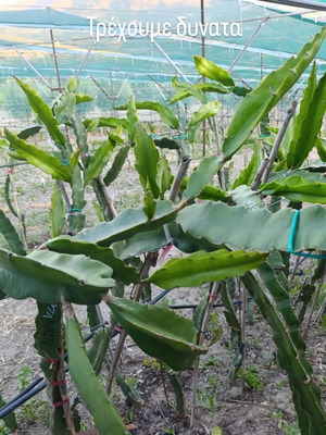 Dragon fruit rooted plants new