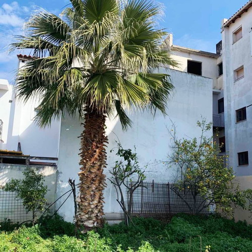 15-Year-Old Palm Tree like new, 6.5 Meters Tall for Gardens and Commercial Spaces