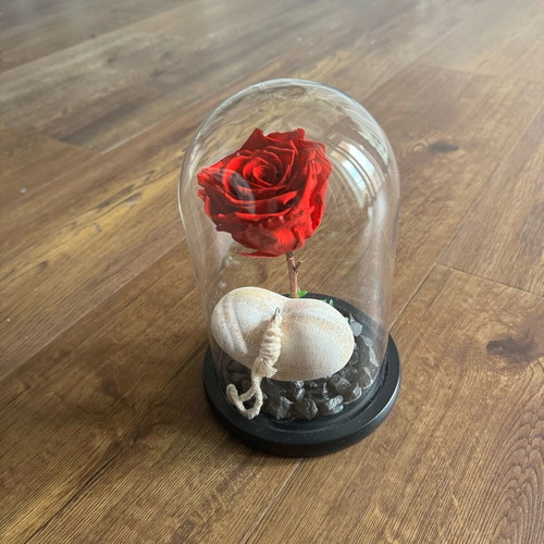 Forever rose used, red