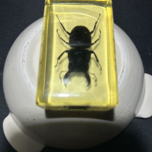 Large beetle in resin and acrylic