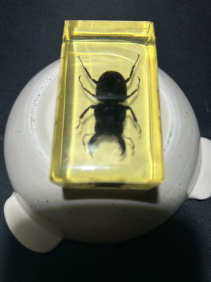 Large beetle in resin and acrylic