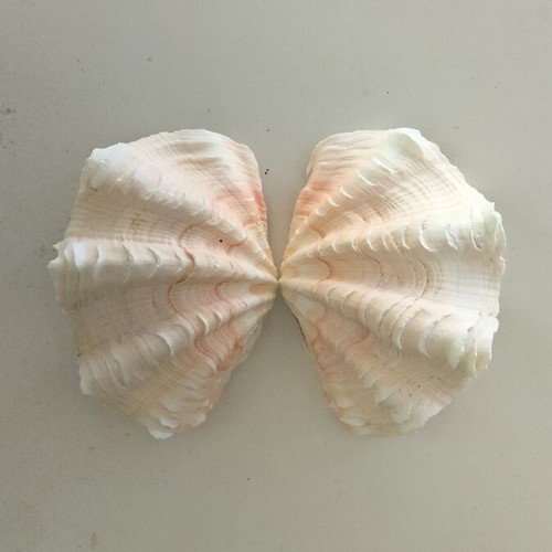 Giant Tridacna Squamosa Clam Shells new, matched pair