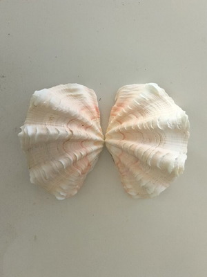Giant Tridacna Squamosa Clam Shells new, matched pair