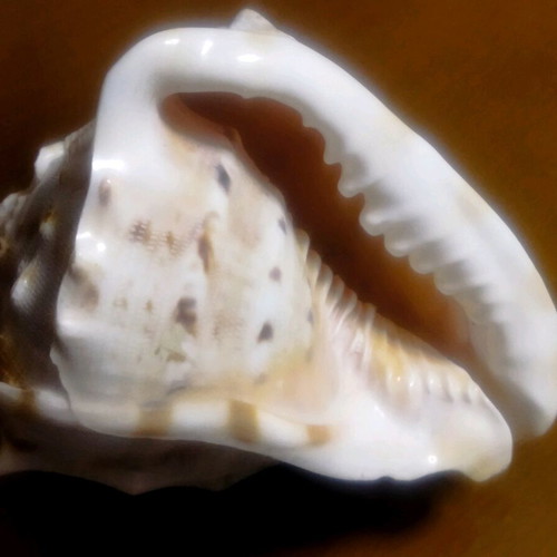 3 Large shells. (1) basil. AUTHENTIC