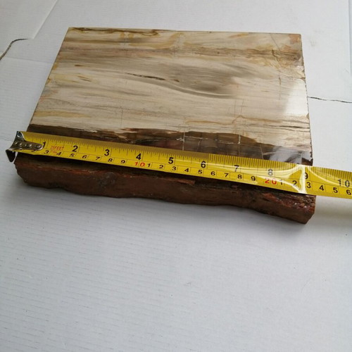 Petrified wood from Madagascar new