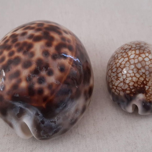 Sea shells used, pack of 5 pieces