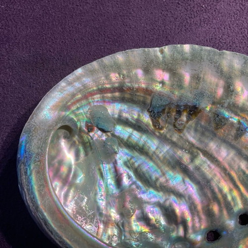 Large abalone shell with snail new