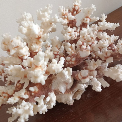 Vintage large natural white coral decor