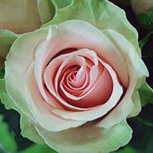 Dancing Queen bicolor rose seeds, 25 pcs, green and pink