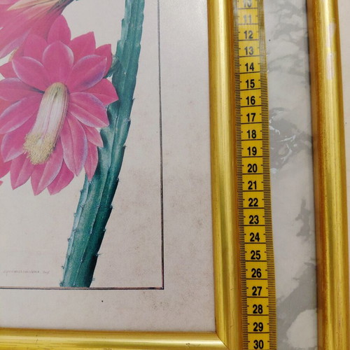 Set of three botanical prints in gold wooden frames