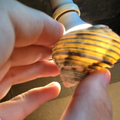Natural large green Turbo shells set, decorative seashells