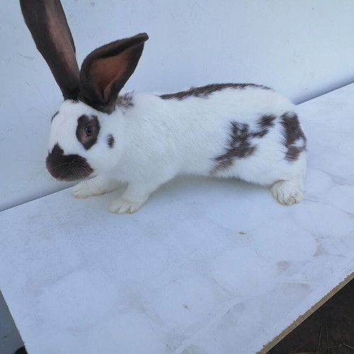 Rabbit hutches new, various sizes, reinforced for heavy rabbits