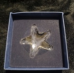 Swarovski starfish design 2005 new