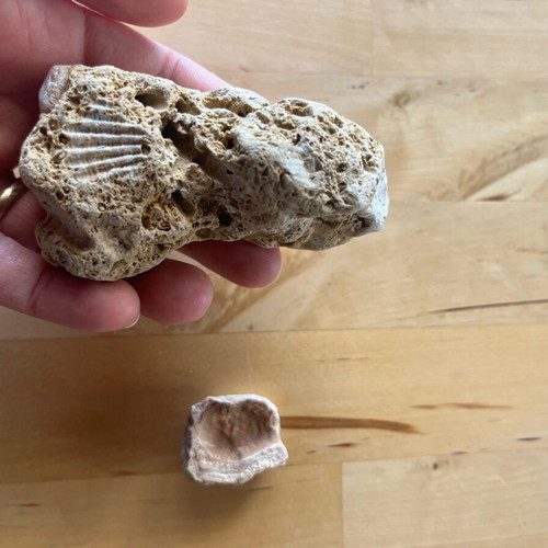 Abia Messinia shell and stone fossil refurbished
