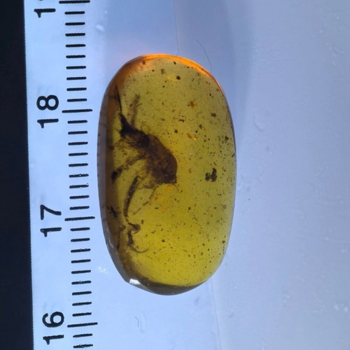Amber from Myanmar with insect inclusion, new, fossilized