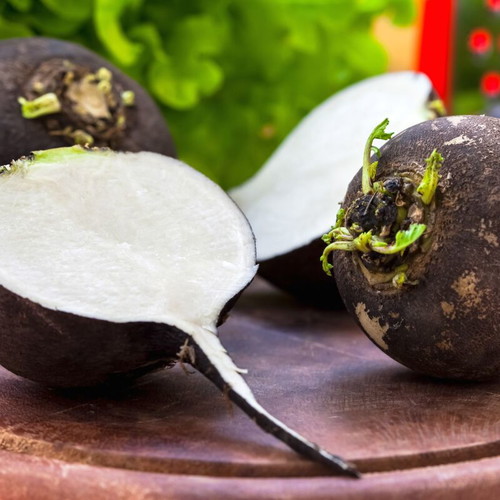 Black Round Winter Radish Seeds, Traditional High Yield Variety