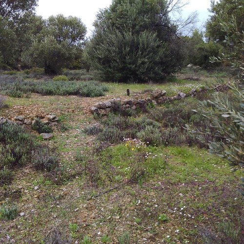 Land 18 acres with olive and mastic trees in Chios, buildable
