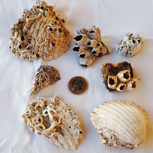 Barnacles and Shells Set new, ready to use