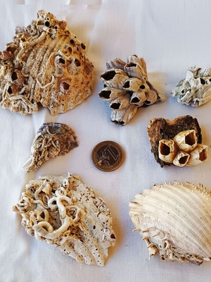 Barnacles and Shells Set new, ready to use