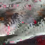  PS2