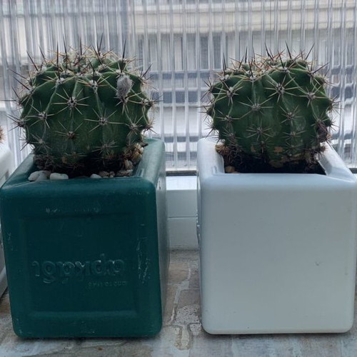 Echinopsis cacti in pots, 4 years old, set of 4