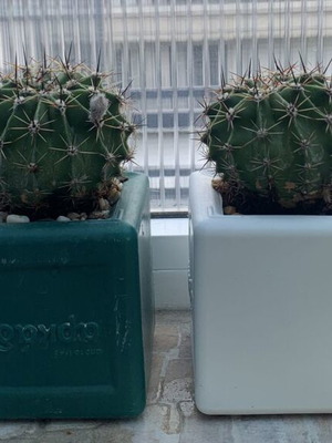 Κάκτοι Echinopsis σε γλαστράκι, σαν καινούργιοι, 4 ετών