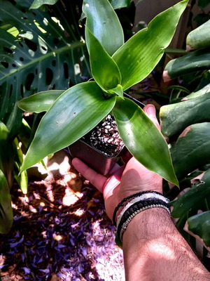 Callisia fragrans tropical succulent plant new