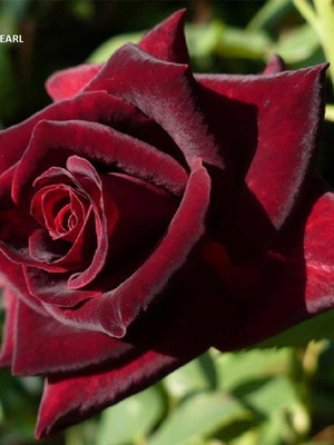Σπόροι τριαντάφυλλου Black Pearl, σπάνιο βελούδινο σκούρο κόκκινο μαύρο