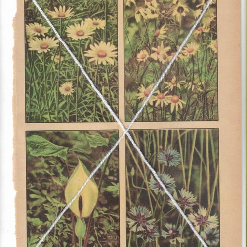 Printed materials on Greek flora plants and flowers, pack of 4, like new