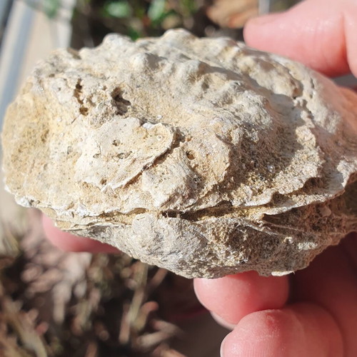 Fossilized Ostrea Oyster from East Attica, Pliocene Era