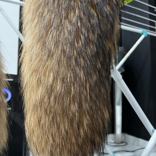 Fur women's raccoon collar new, brown, length 120 cm