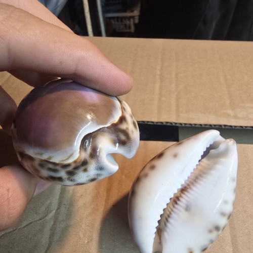 Set of 2 Purple Top Tiger Cowrie decorative shells