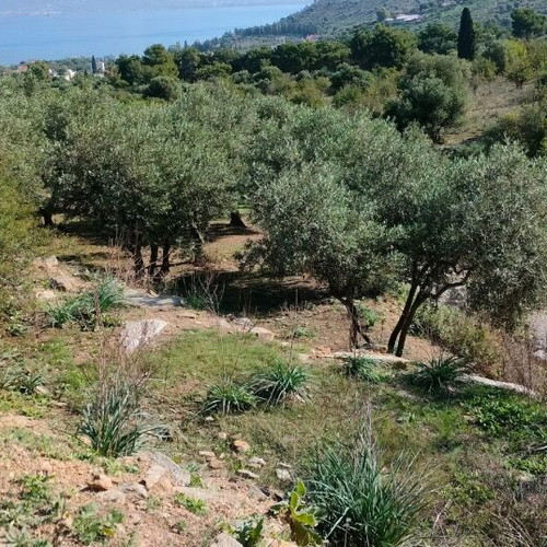 Οικόπεδο 4.047 τ.μ. γωνιακό με ελαιόδεντρα και γεώτρηση στις Νέες Παγάσες