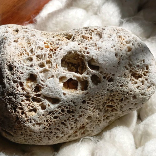 Fossilized coral used