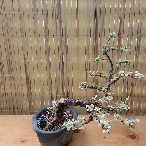 Portulacaria afra Variegated Bonsai new, 30 cm