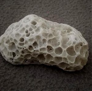 fossil coral rock