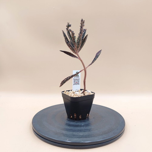 Mother of Thousands succulent plant, mini pot