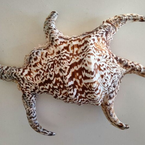 Harpago Chiragra Seashell New, Collectible Spider Conch Lambis Chiragra