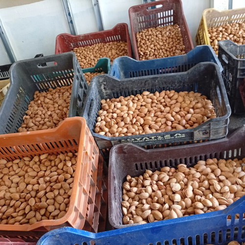 Tuono variety almonds fresh production with shell
