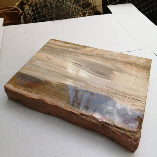 Petrified wood from Madagascar new