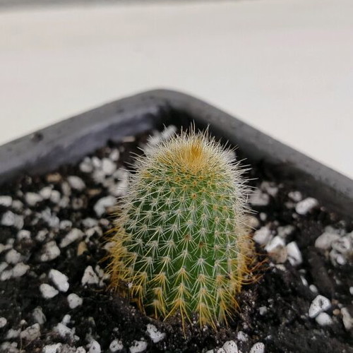 Parodia Leninghausii cactus new in handmade pot