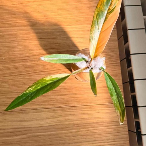 Philodendron Caramel Marble Variegata new with unique marble variegation