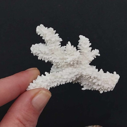 Collection of Exotic Seashells and Corals like new, 11 natural specimens